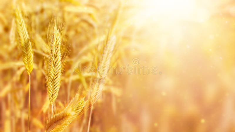 Tai lúa mì vàng, biểu tượng của mùa vụ nông nghiệp mùa thu, sẽ được thể hiện sinh động trong nền PowerPoint nông nghiệp. Hãy cùng xem hình ảnh để hiểu hơn về công đoạn trồng trọt, chăm sóc cây trồng và thu hoạch mùa vụ của người nông dân.