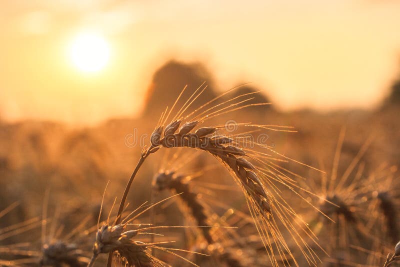 Golden ears of wheat on the field