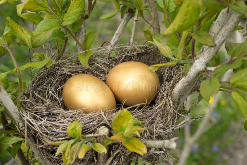 Gold bird s nest. Яйца дрозда рябинника. Дрозд рябинник яйца и гнездо. Яйца Дроздов Рябинников. Весеннее гнездо.