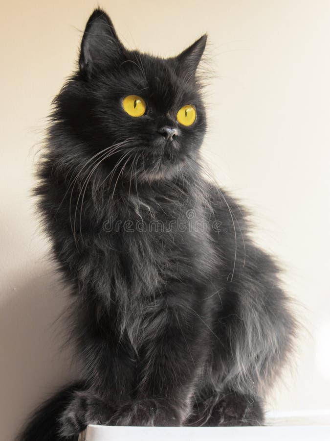 pictures of black persian cats
