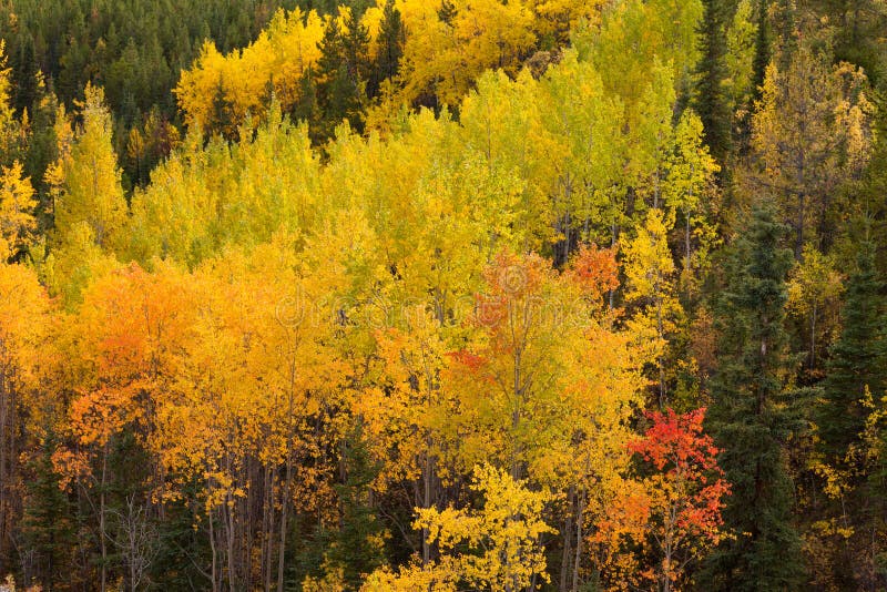 Golden fall aspen trees Yukon boreal forest taiga