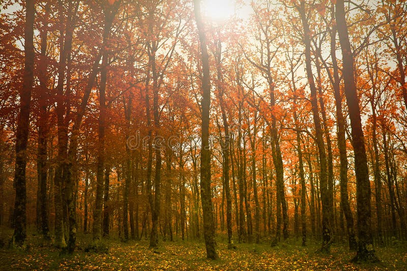 Bunt baby herbstlich Wald mythisch verbinden.