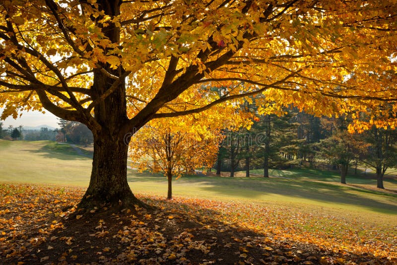 D'oro Caduta di Fogliame di Autunno Giallo Albero di Acero su campi di golf fairway stagionale montagne.