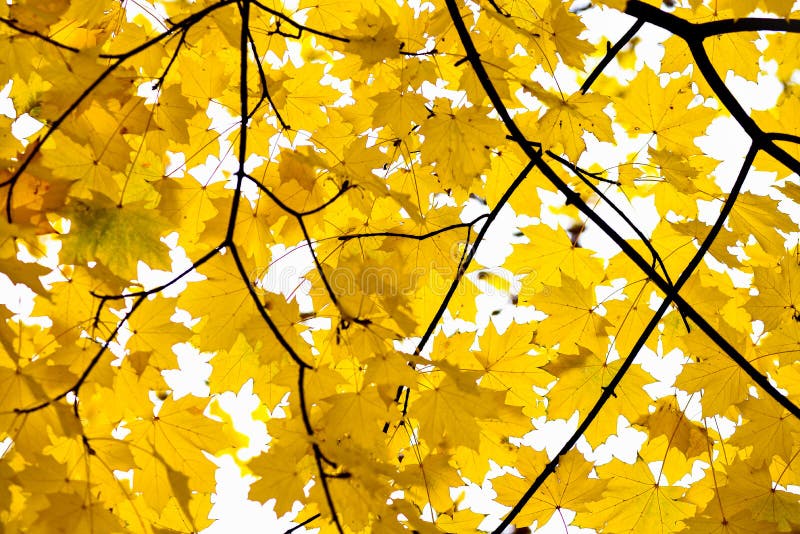 Golden Fall Foliage Autumn Yellow Maple Tree