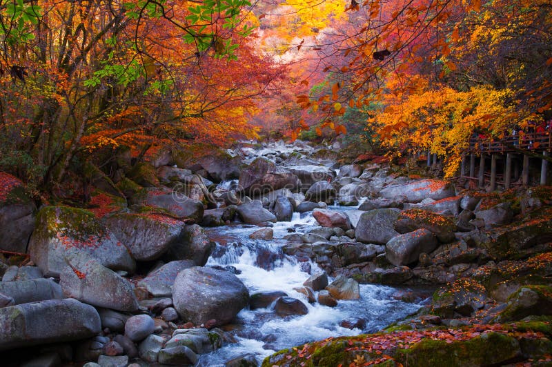 Golden fall forest and stream
