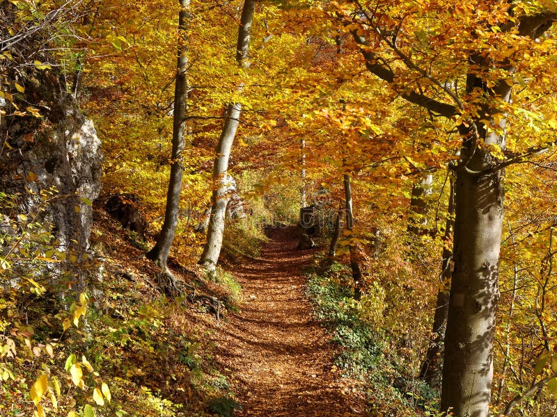 Hiking trail in a golden colored forest. Nature in Swabian Alps, Germany. Indian summer. Fall season nature background. Hiking trail in a golden colored forest. Nature in Swabian Alps, Germany. Indian summer. Fall season nature background.