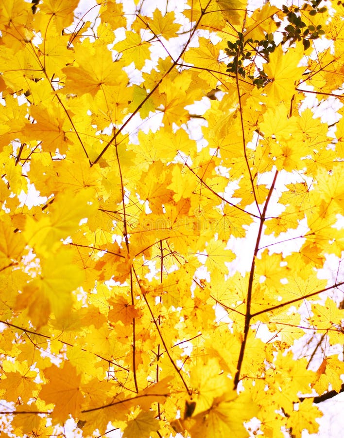 Gold Fall Leaves Stock Photos and Pictures - 442,507 Images