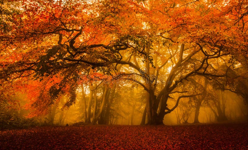 Jeseň / Jesenné Jeseň zlatý les s staroveký strom.