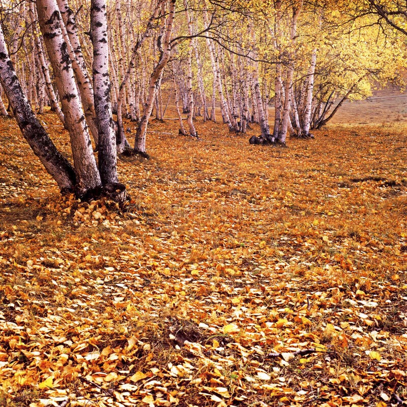 The golden fallen leaves