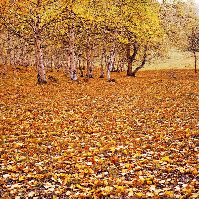 The golden fallen leaves