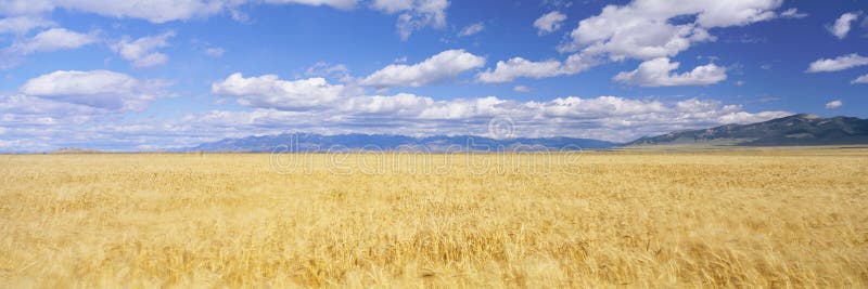 Golden field stock photos