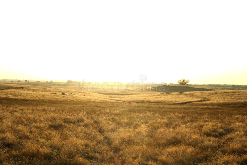 Golden Field