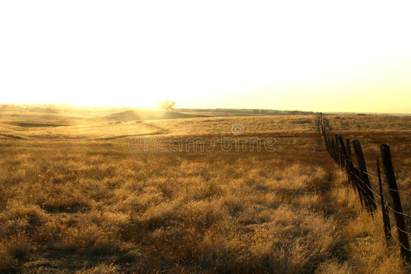 Golden Field