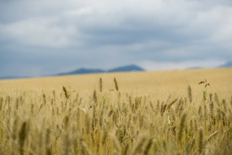 Zlaté polia a plodiny počas zamračenej oblohy. Slovensko