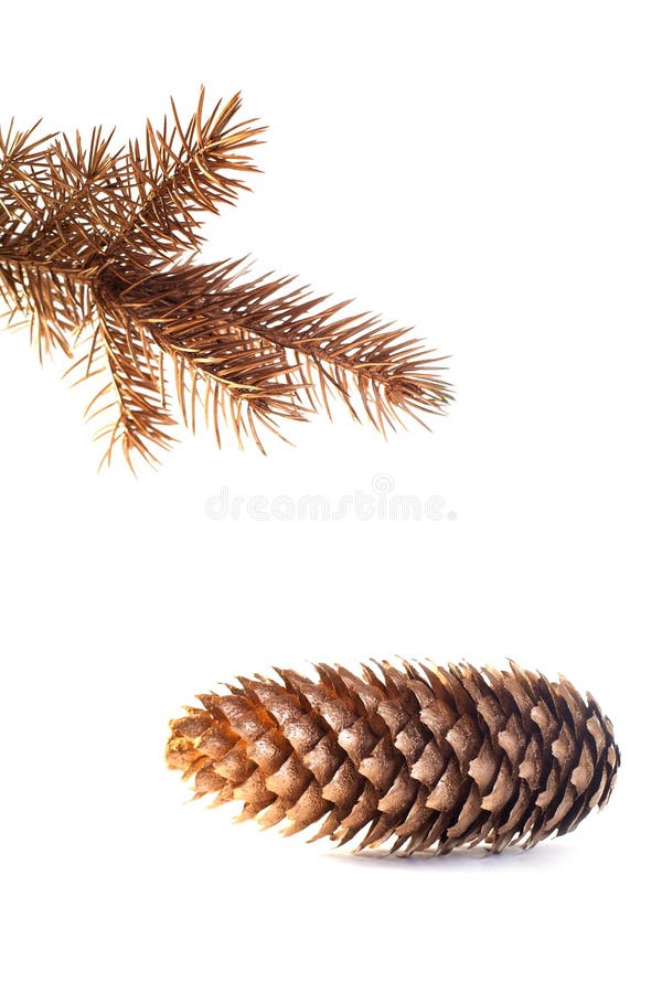 Golden fir twig and cone. stock image. Image of decor 27601521
