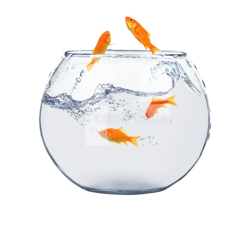 Golden fish in fish bowl stock image. Image of clear 34804983
