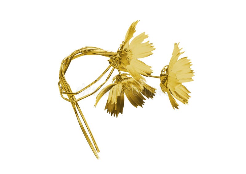 Golden flower stock image. Image of orchid, lily, flowers 96018629