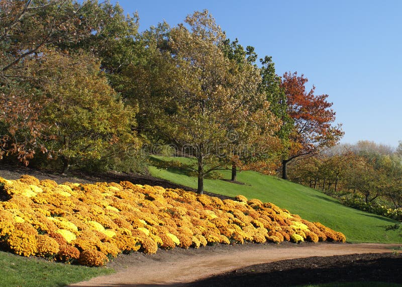 Golden Flowers on Hillside stock photo. Image of trees 4094804
