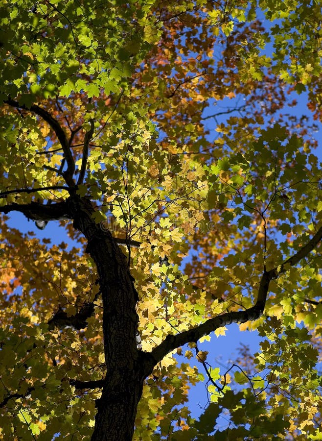 Golden Foliage