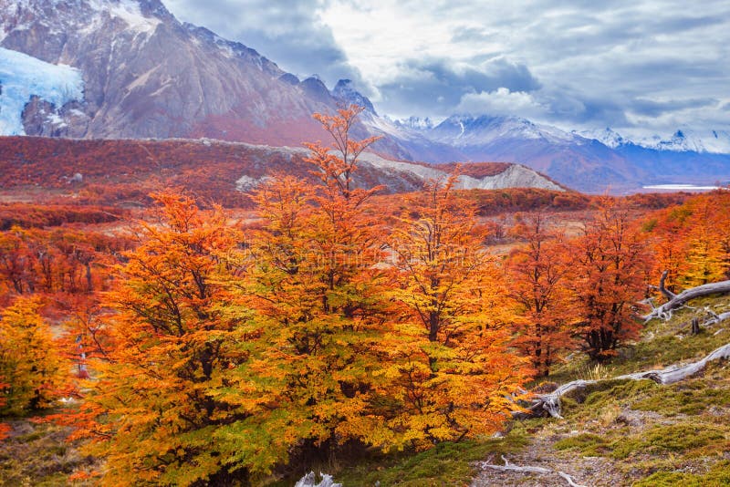 Golden forest in Patagonia