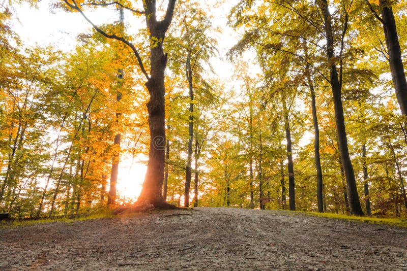 Golden forest with sun rays at fall season.