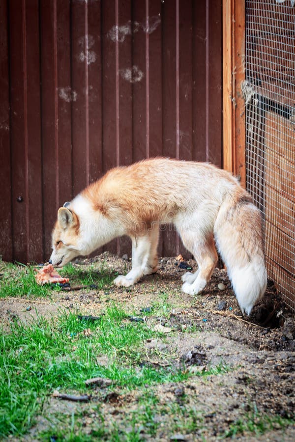 Golden fox eats meat stock photo. Image of body, playful 121551978