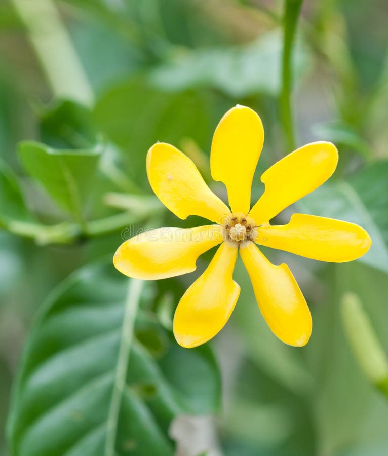 Bunga Rhododendron Asli Indonesia Alamendahs Blog