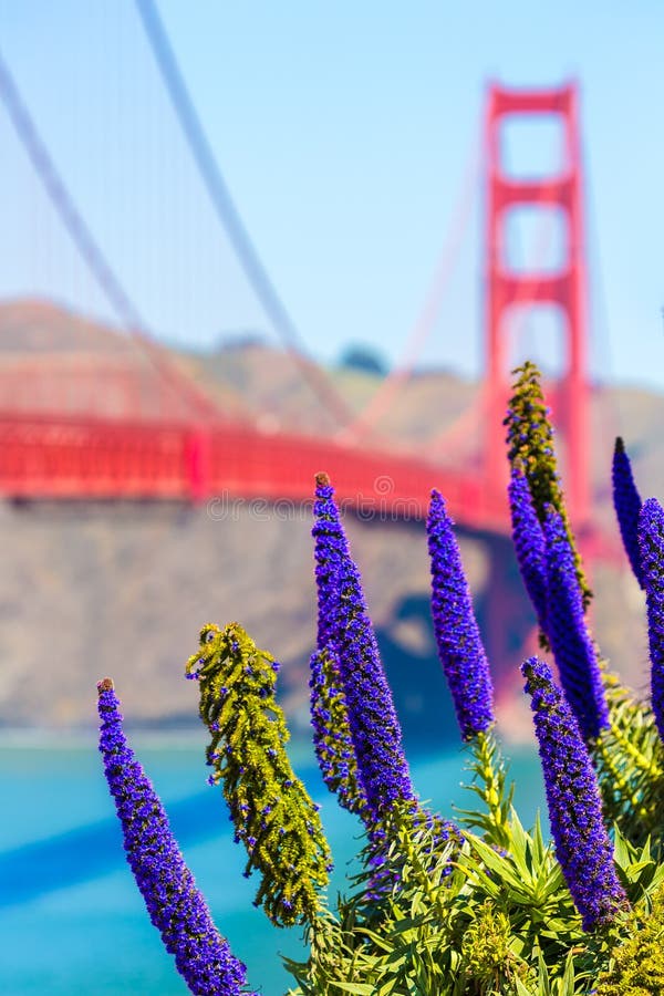 Golden Gate Bridge San Francisco purple flowers California royalty free stock photography Golden Gate Bridge San Francisco purple flowers California royalty free stock photography