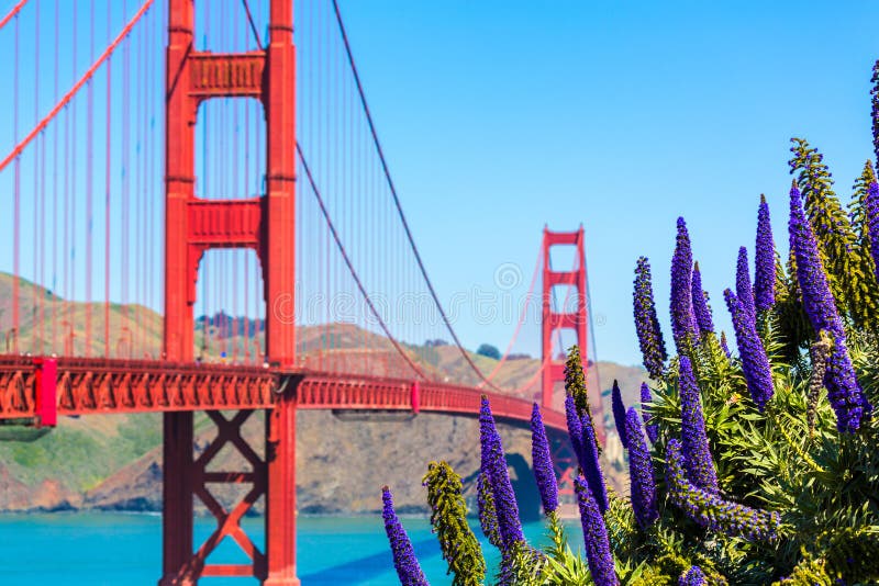 Golden Gate Bridge San Francisco purple flowers California royalty free stock photography Golden Gate Bridge San Francisco purple flowers California royalty free stock photography