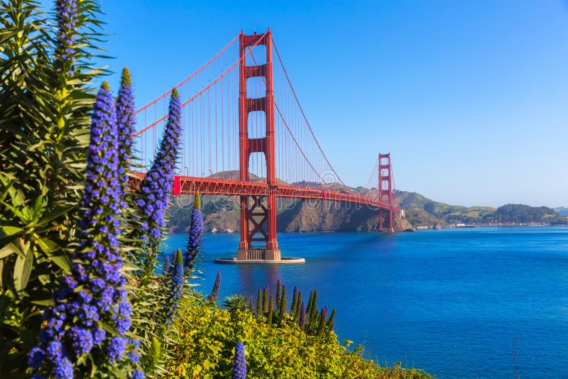 Golden Gate Bridge San Fransisco purpura kwitnie Kalifornia
