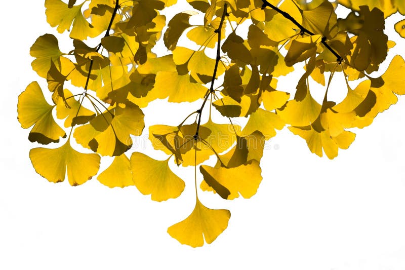Golden ginkgo leaves stock photo. Image of detail, gold - 46581348