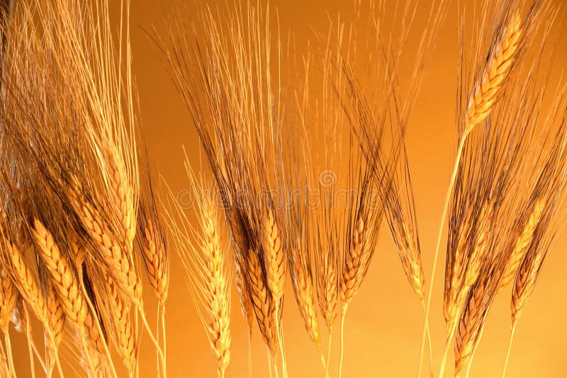 Golden grain