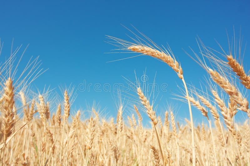 Golden grain field