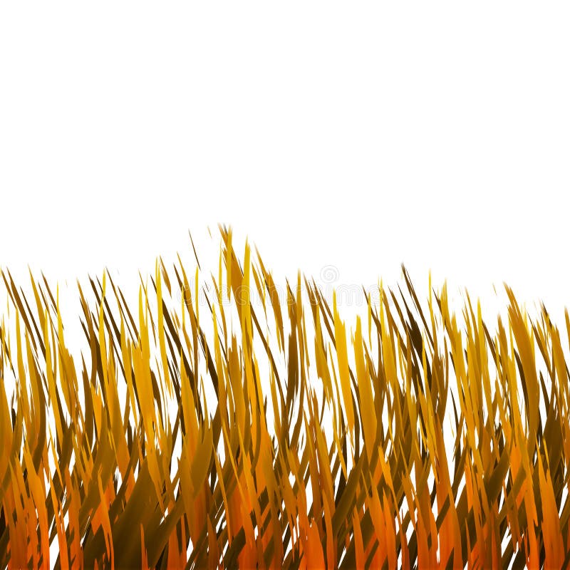Golden Grass royalty free stock images