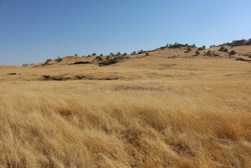 Golden grasscovered hills stock photo. Image of grass 98752700