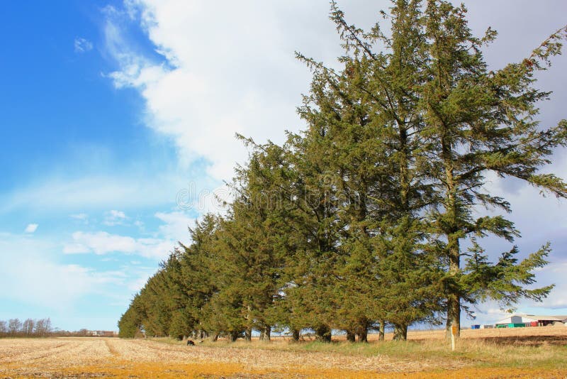 Golden Grass Field with Pine Trees Stock Image Image of farm, green