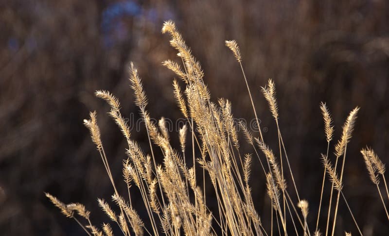 Golden Grass Seed Heads