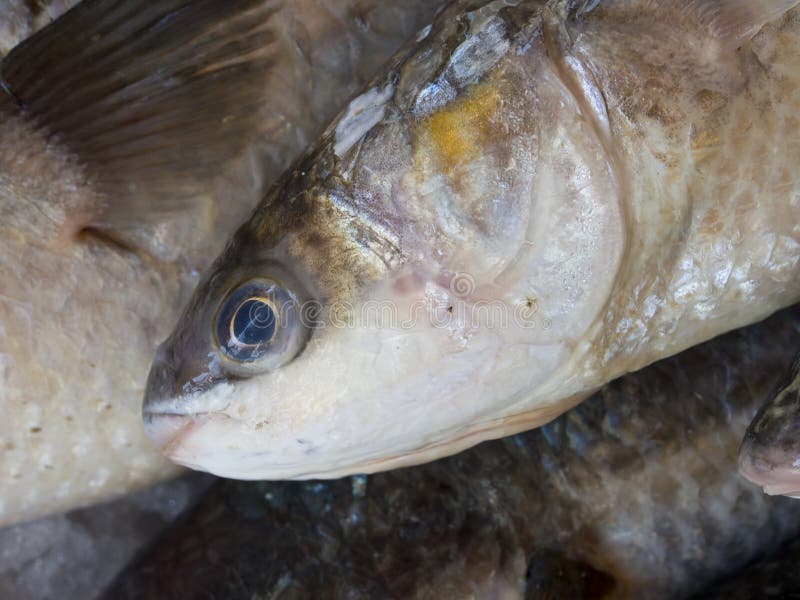 Golden Gray Mullet stock image. Image of gills, caught 33233643