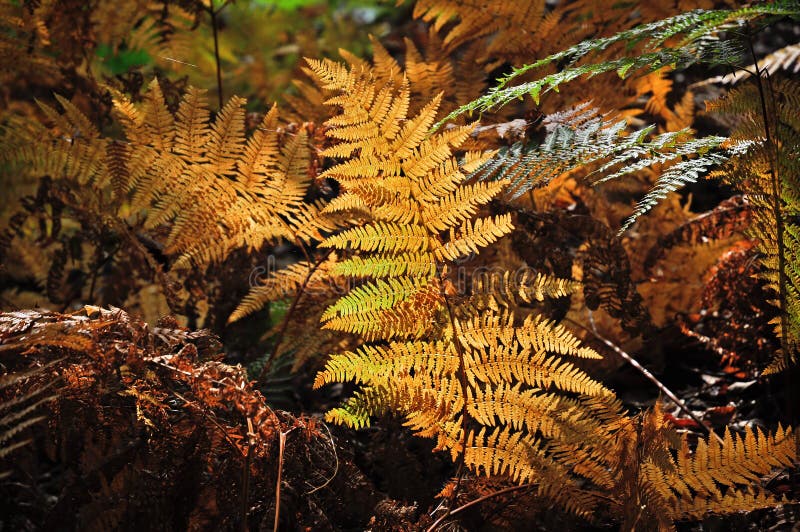 Golden and green ferns in autumn in forest