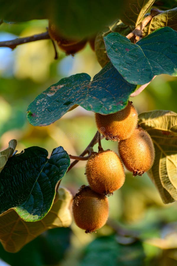 Golden or Green Kiwi Fruits Hanging on Kiwi Tree in Orchard in Italy