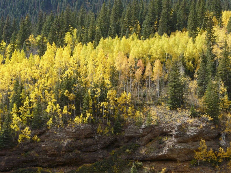 Golden Grove stock image. Image of gold, rockies, forest 7428449