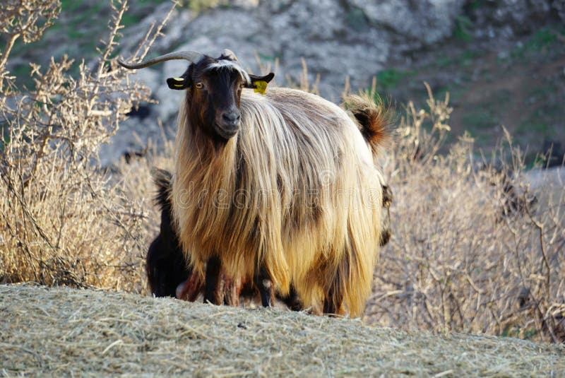 Fias Co Farm/Goats: Goat Breeds