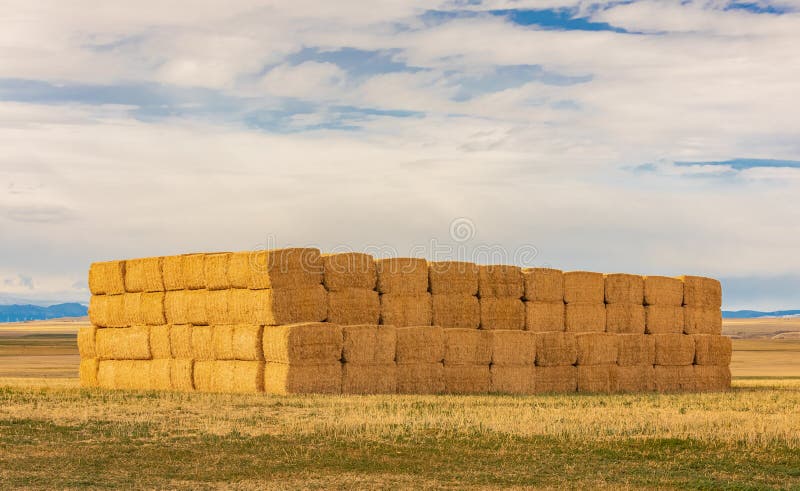 Golden hay bales in the countryside on a sunny autumn day. Harvested field with straw bales