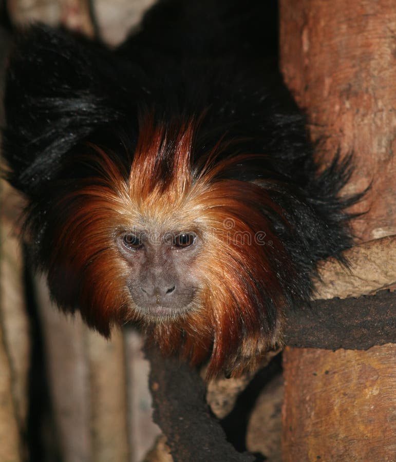 Golden-headed Lion Tamarin