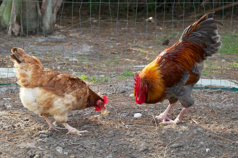 Cock feeding