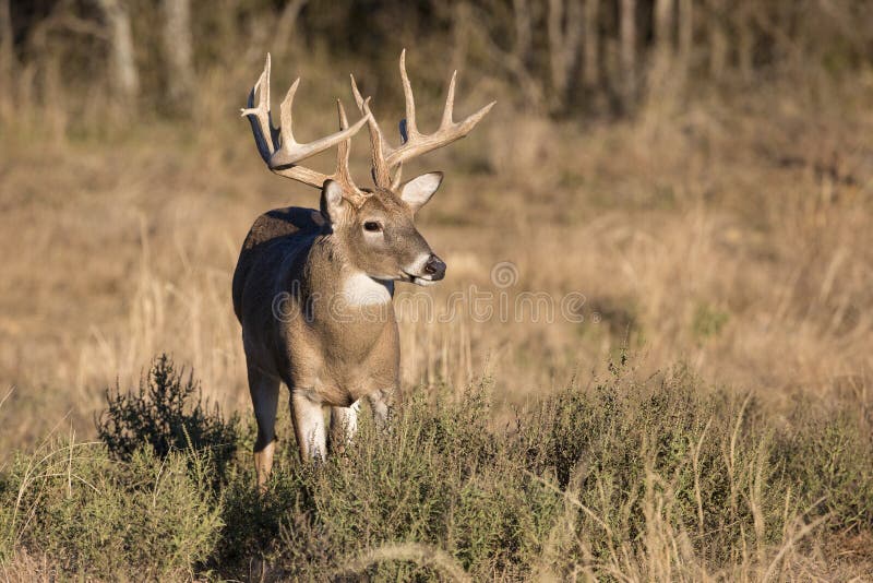Golden hour for big buck royalty free stock photo