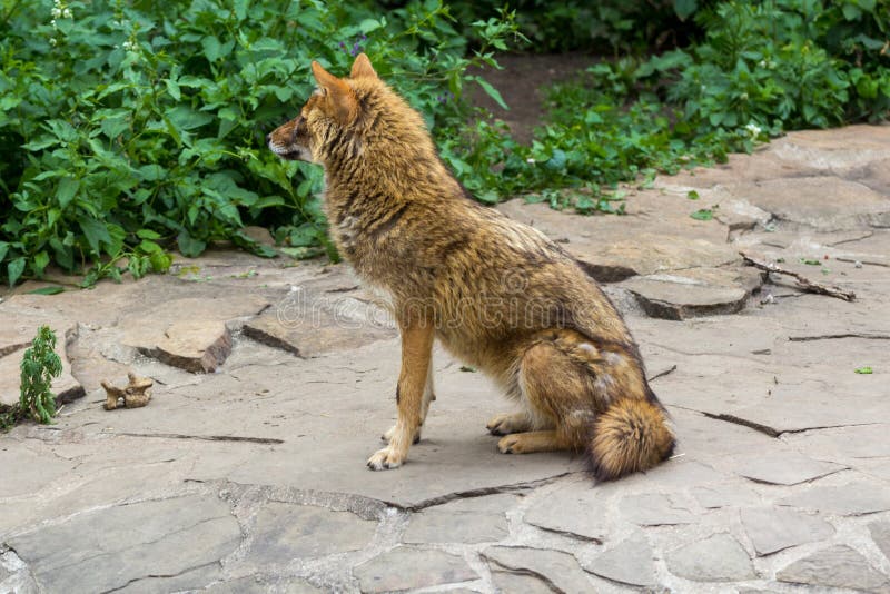 The golden jackal wandered the garden path on a hot summer day.