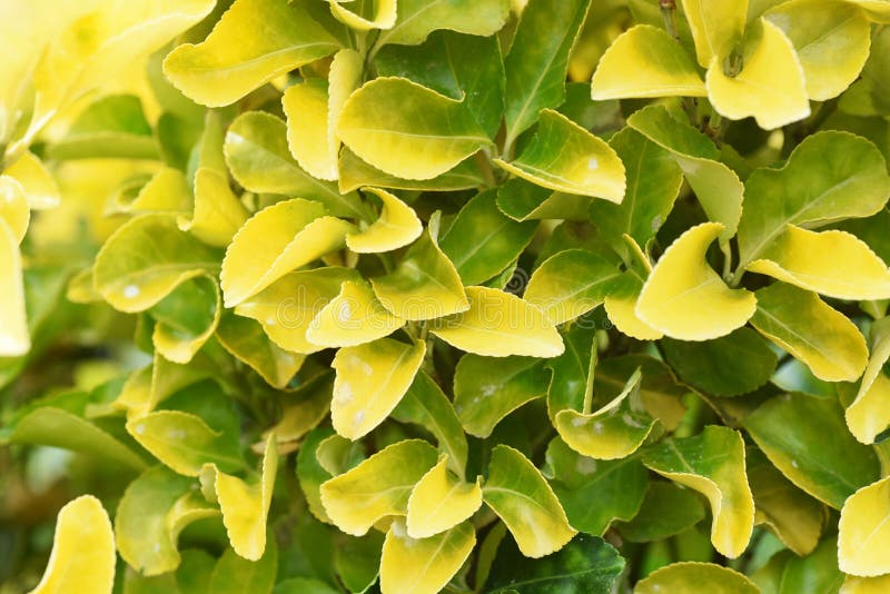 270 Japanese Spindle Photos Free Royalty Free Stock Photos From Dreamstime 270 Japanese Spindle Photos Free Royalty Free Stock Photos From Dreamstime