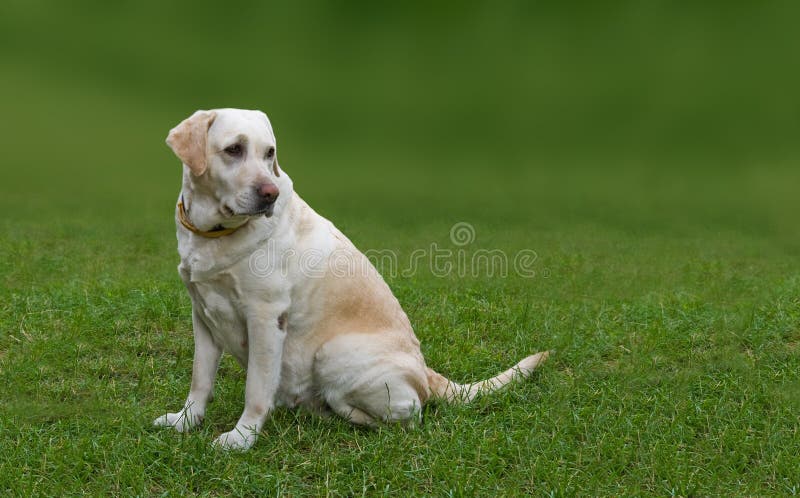 Golden Labrador stock image. Image of grass, sitting - 10250857