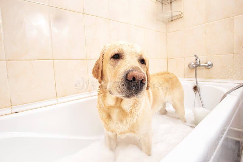 A Dog Taking a Shower with Soap and Water Stock Image Image of